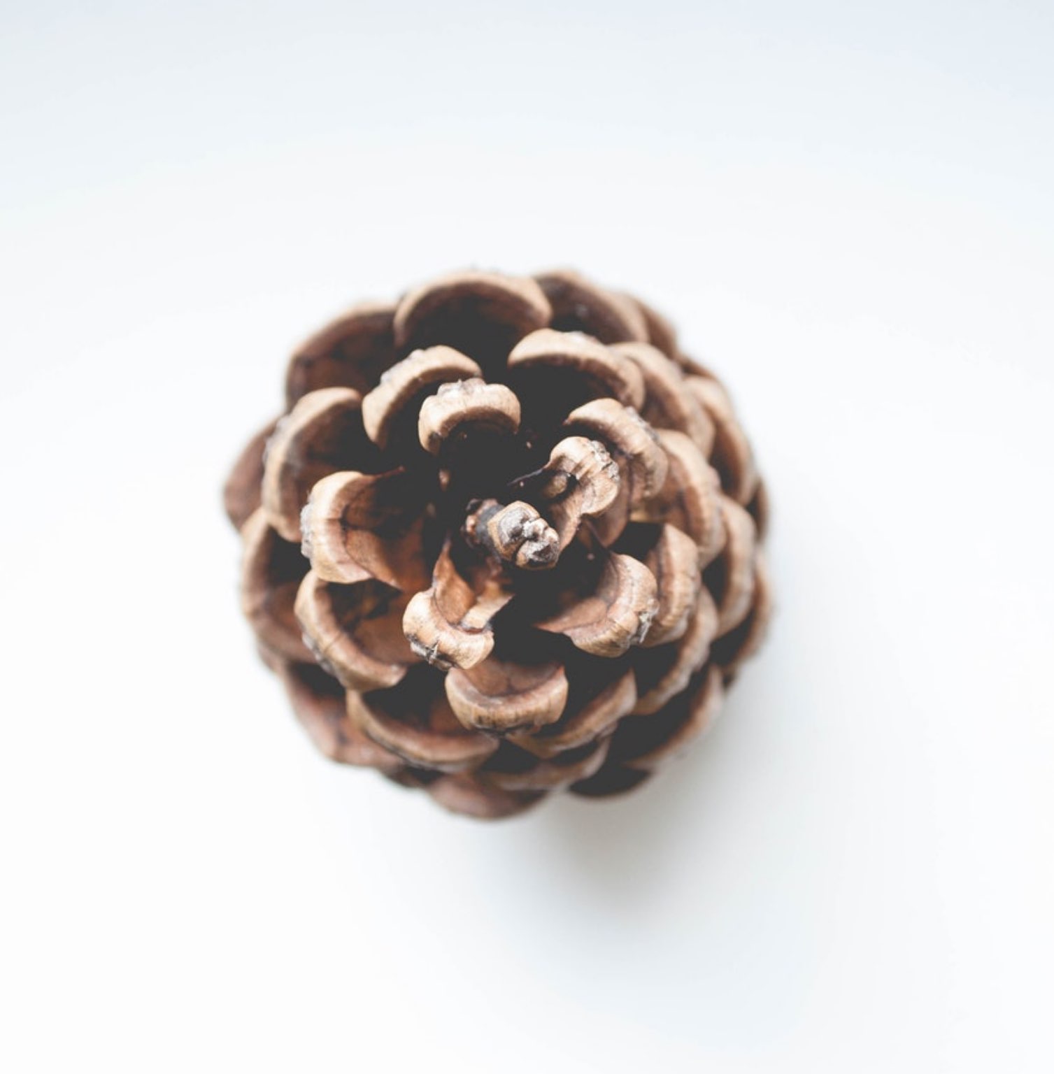 مخروطی مخروطی قهوه ای